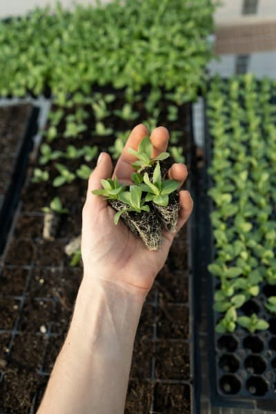 Want to flourish?